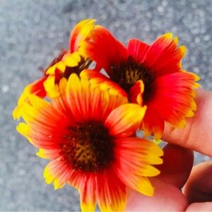 Gaillardia FLOWER SEEDS PACKETS QTY 50 🌻🌺🌼 Red, Orange & Yellow